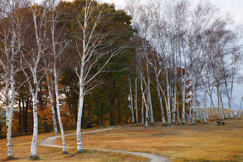无人,横图,室外,白天,正面,旅游,度假,美景,植物,道路,路,日本,亚洲,阴影,枯萎,曲折,弯曲,光线,影子,景观,云,云朵,小路,枯草,枝条,交通,云彩,娱乐,草,树,树木,树枝,黄色,蓝色,绿色,白云,蓝天,天空,阳光,自然,天,享受,休闲,景色,放松,蜿蜒,生长,晴朗,成长,自然风光,东亚,本州,本州岛,日本国,中国地方,冈山,冈山县,蒜山高原,虬枝,枝杈,晴空,彩图,真庭,真庭市,蒜山