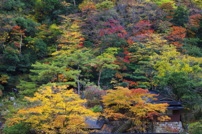 无人,横图,室外,白天,正面,旅游,度假,美景,森林,山,山脉,树林,植物,日本,亚洲,景观,山峰,山峦,娱乐,树,树木,绿色,自然,群山,享受,休闲,景色,放松,生长,成长,自然风光,东亚,本州,本州岛,日本国,中国地方,冈山,冈山县,彩图