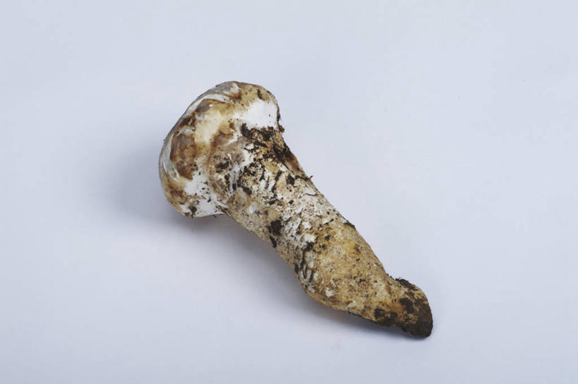 无人,横图,俯视,室内,特写,白天,白色背景,蔬菜,阴影,新鲜,反射,影子,菌菇,食品,菌类,食物,一个,食用菌,摄影,有机食品,绿色食品,影棚,单个,真菌,羊肚菇,羊肚菜,羊肚菌,羊蘑,美味羊肚菌,彩图,高角度拍摄,影棚拍摄,拍摄,草笠竹