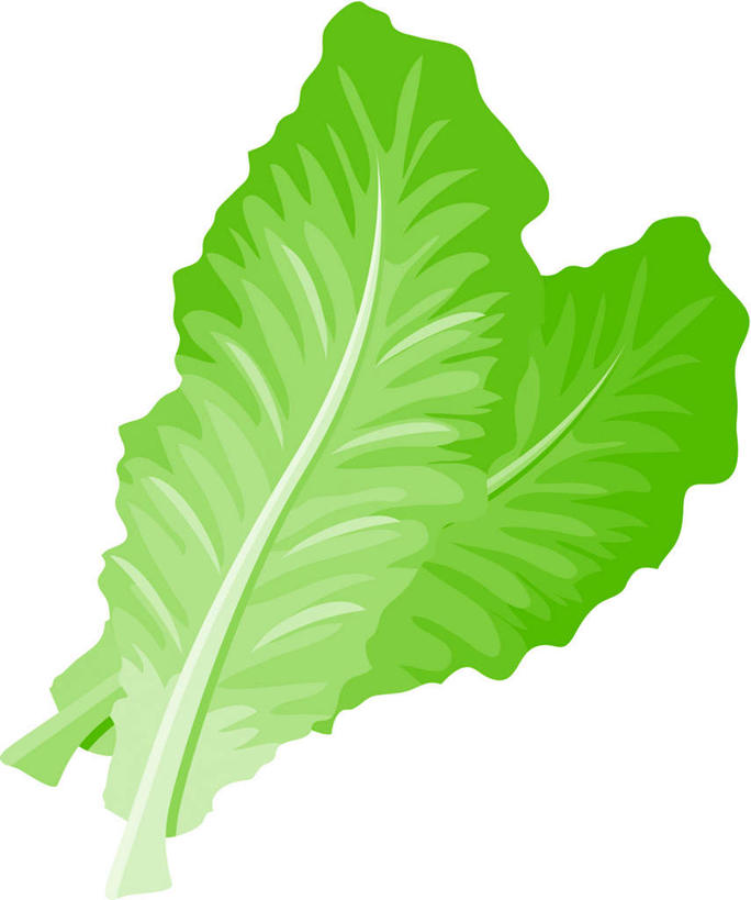 无人,竖图,俯视,插画,室内,特写,白天,白色背景,数码,科技,植物,静物,叶子,一片,阴影,条纹,网络,生菜,莴苣,绿叶,高光,几何,计算机图形,合成,图画,画,绿色,自然,嫩叶,生长,成长,脉络,电脑合成图,数码合成图,漫画,写实,具体,具象,春菜,鹅仔菜,莴仔菜,千金菜,叶用莴苣,叶,叶片,彩图,高角度拍摄