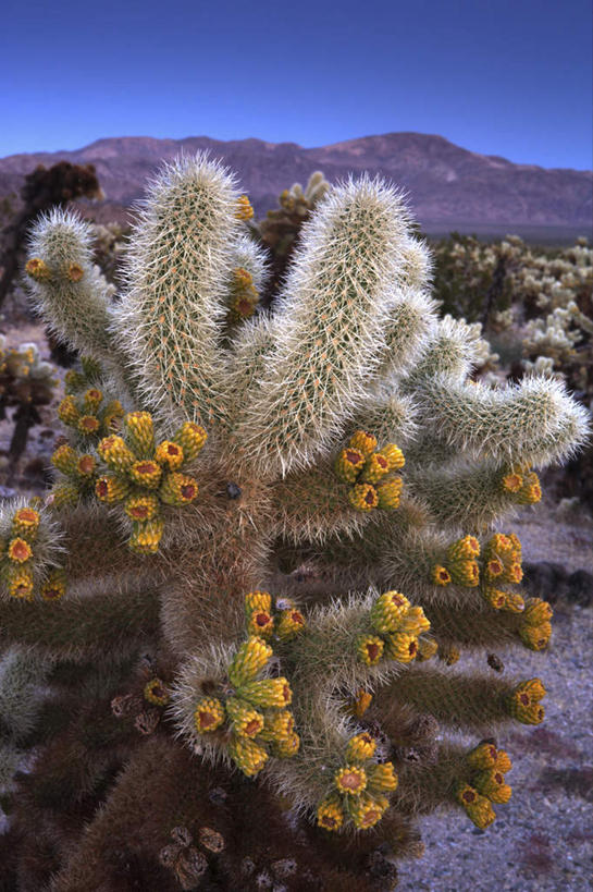 无人,竖图,室外,白天,正面,荒凉,山,山脉,植物,仙人掌,美国,阴影,盛开,光线,火焰,影子,山峰,草药,荒漠,山峦,花蕾,中药,花,花瓣,花朵,鲜花,蓝色,蓝天,天空,阳光,群山,天,花苞,花蕊,北美,北美洲,加利福尼亚,美洲,药材,中草药,荒原,加州,中药材,本草,加利福尼亚州,金州,黄金州,牛舌头,北亚美利加洲,亚美利加洲,冷落,荒芜,玉芙蓉,仙巴掌,火掌,霸王树,彩图