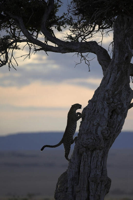 无人,攀登,竖图,室外,白天,侧面,旅游,度假,美景,植物,野生动物,非洲,肯尼亚,阴影,光线,影子,景观,云,云朵,云彩,娱乐,树,树干,树木,一只,蓝色,绿色,白云,蓝天,天空,阳光,自然,黄昏,动物,天,享受,休闲,景色,放松,生长,晴朗,成长,自然风光,美洲豹,凶猛,阿非利加洲,肯尼亚共和国,美洲虎,薄暮,残暴,凶残,晴空,攀爬,彩图,全身,傍晚,攀缘