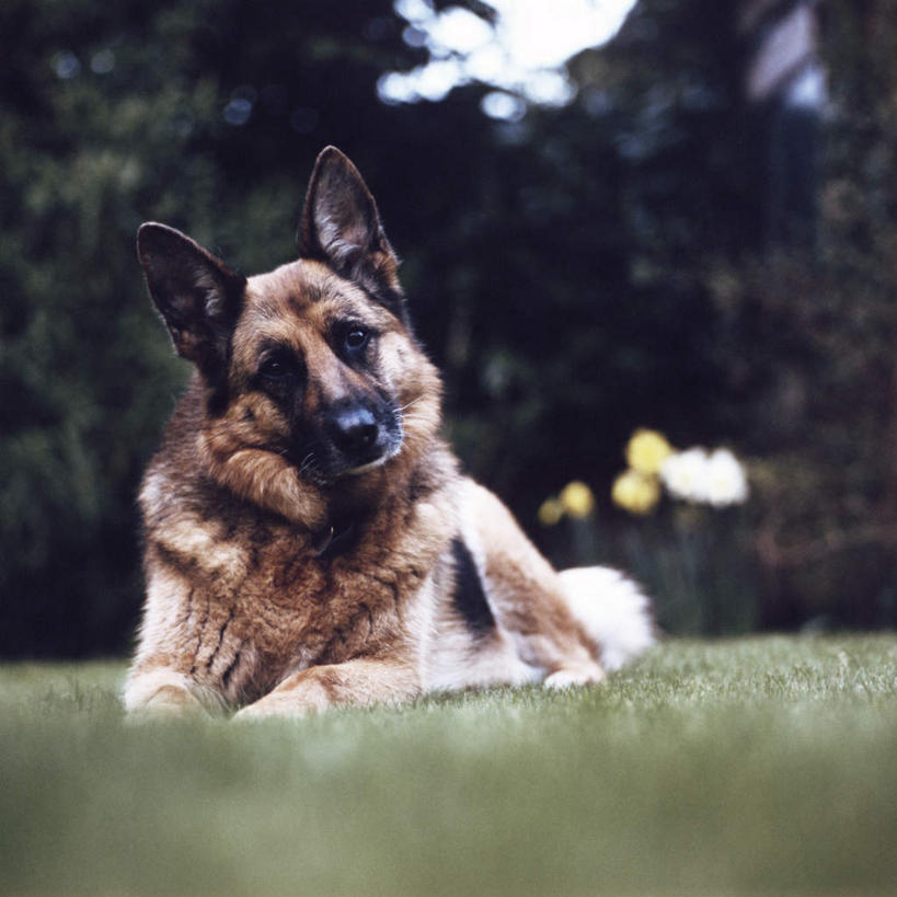 无人,方图,室外,白天,正面,旅游,草地,草坪,美景,植物,宠物,狗,朦胧,模糊,景观,注视,草,树,树木,一只,蓝色,绿色,蓝天,天空,自然,动物,天,观察,看,趴着,景色,可爱,生长,牧羊犬,晴朗,成长,观看,察看,德国牧羊犬,关注,自然风光,忠诚,万里无云,德国狼犬,黑背,晴空,晴空万里,犬,趴,彩图,全身,游览