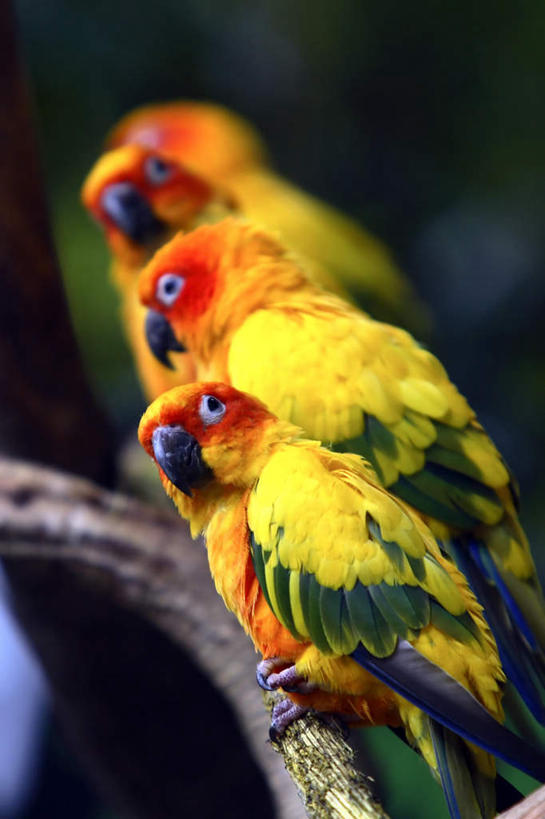 无人,竖图,室外,特写,白天,正面,美景,植物,鸟,鹦鹉,阴影,朦胧,模糊,光线,鸟类,影子,景观,枝条,树,树木,树枝,黄色,阳光,自然,动物,景色,可爱,栖息,活泼,自然风光,观赏鸟,虬枝,枝杈,栖身,彩图,全身