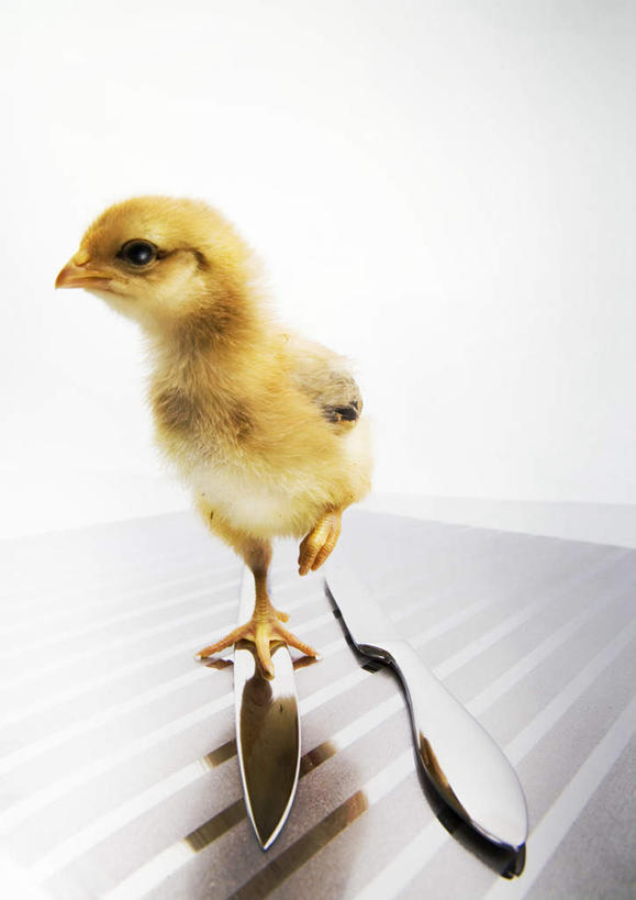无人,站,竖图,俯视,室内,白天,桌面,桌子,鸡,餐具,金属制品,阴影,反射,金属,木制,工具,影子,刀具,注视,家禽,两个,一只,黄色,动物,木制品,刀,观察,看,站着,牲畜,观看,察看,关注,餐刀,警惕,雏鸡,戒备,警觉,警悟,警醒,站立,彩图,高角度拍摄,全身