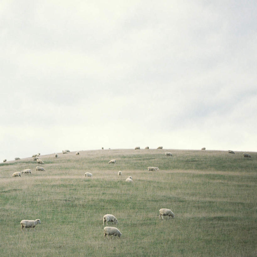 无人,农场,方图,室外,白天,正面,畜牧业,牧场,草地,草坪,植物,羊,新西兰,一群,许多,光线,很多,草,绿色,天空,阳光,动物,天,家畜,牲畜,大洋洲,畜牧,牧业,纽西兰,长白云之乡,绵羊,彩图