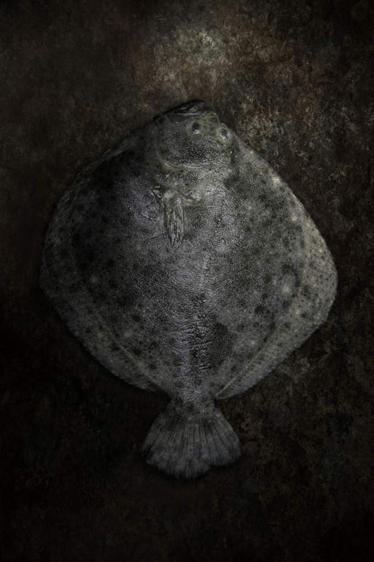 海鲜,无人,竖图,俯视,室内,特写,白天,一条,黑色背景,鱼,水产,鱼类,海洋生物,摄影,影棚,死亡,水生动物,海产品,水生物,海底动物,大菱鲆,瘤棘鲆,彩图,高角度拍摄,全身,影棚拍摄,拍摄