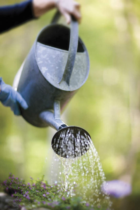 西方人,一个人,竖图,室外,特写,白天,正面,水,金属制品,欧洲,欧洲人,仅一个男性,仅一个人,握,阴影,朦胧,模糊,光线,金属,喷壶,液体,影子,水滴,拿,拿着,浇花,仅一个年轻男性,阳光,握着,男人,男性,年轻男性,白种人,半身,彩图