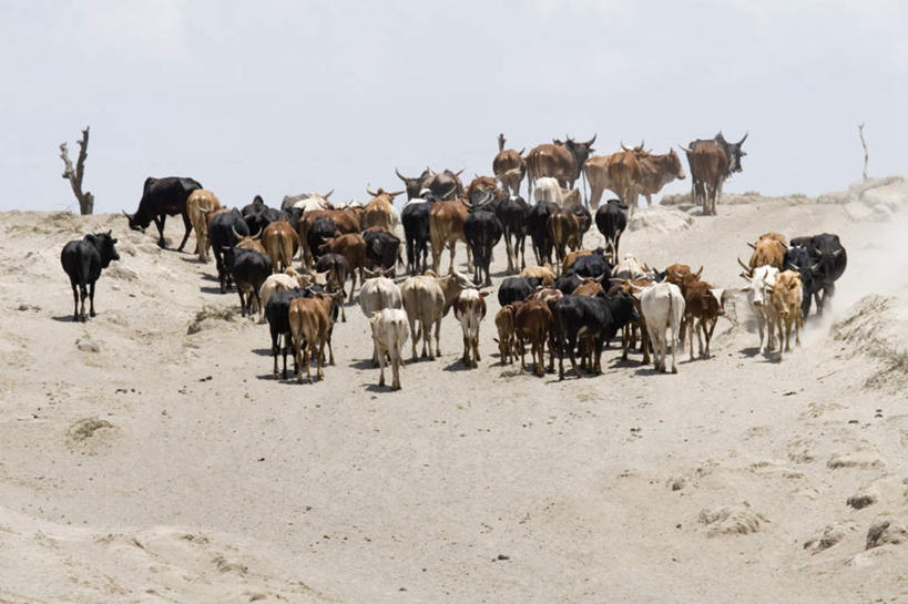无人,横图,室外,白天,正面,度假,石头,美景,田园,牛,非洲,埃塞俄比亚,许多,阴影,漂浮,飘扬,光线,石子,影子,景观,飘落,娱乐,蓝色,蓝天,天空,阳光,动物,天,享受,休闲,家畜,景色,放松,牲畜,晴朗,下沉,风光,矿山,灰尘,尘土,降落,采石场,万里无云,阿非利加洲,飘零,埃塞俄比亚联邦民主共和国,石块,晴空,晴空万里,彩图,全身