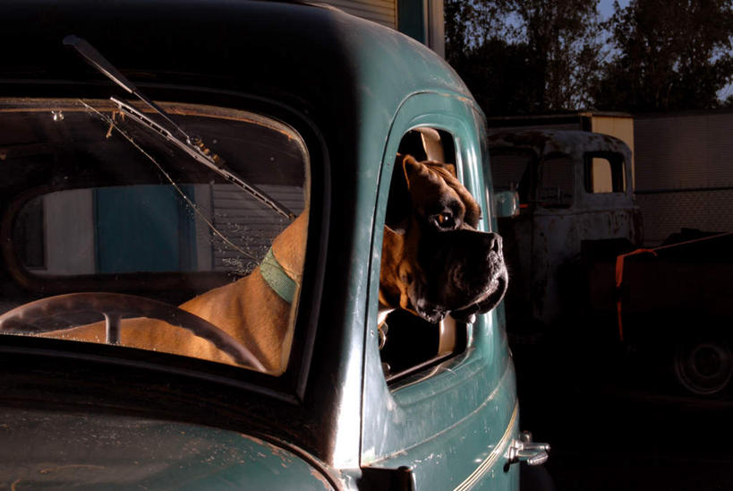 无人,坐,横图,室外,夜晚,侧面,植物,汽车,宠物,狗,一辆,朦胧,模糊,光线,注视,车,树,树木,绿色,动物,交通工具,轿车,观察,看,可爱,停放,生长,成长,观看,一支,察看,关注,载具,忠诚,犬,坐着,半身,彩图