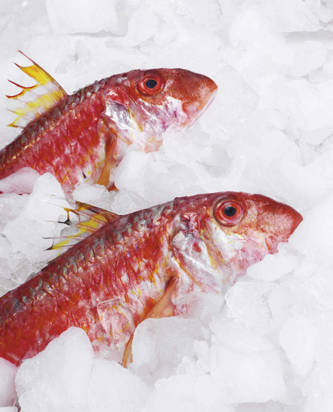 海鲜,无人,竖图,室外,特写,白天,正面,静物,两条,鱼,冰,冰块,冷冻,水产,鱼类,海洋生物,红色,寒冷,冷藏,冰冷,水生动物,海产品,水生物,海底动物,保鲜,半身,彩图