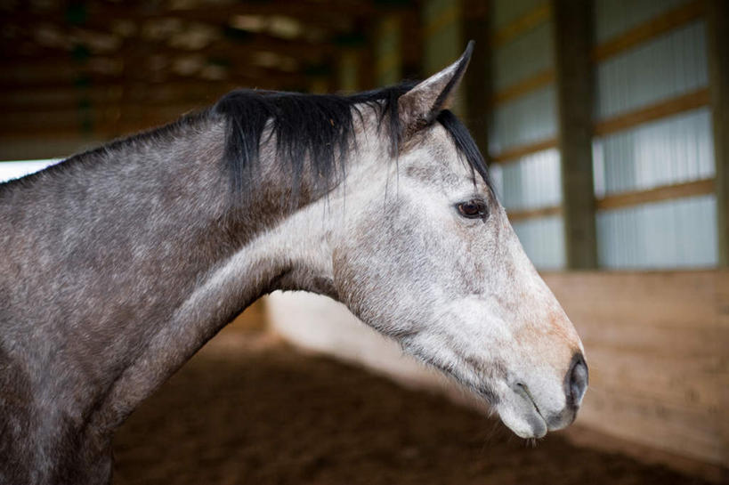 脸,头,脸颊,无人,家,横图,室内,特写,白天,侧面,马,野生动物,朦胧,模糊,房屋,屋子,马厩,楼房,一匹,住宅,动物,运输,牲畜,头部,脸部,脸蛋,面部,半身,彩图,房子