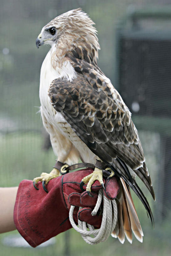 东方人,手,一个人,站,竖图,室外,特写,白天,正面,安全,苍鹰,鸟,野生动物,鹰,亚洲,仅一个男性,仅一个人,握,朦胧,模糊,鸟类,防护,拿,拿着,黄种人,仅一个年轻男性,一只,动物,绳子,手套,站着,手部,握着,保护,绳索,保险,凶猛,保全,周全,安稳,安定,防护手套,黄鹰,残暴,平安,凶残,男人,男性,年轻男性,亚洲人,站立,半身,彩图