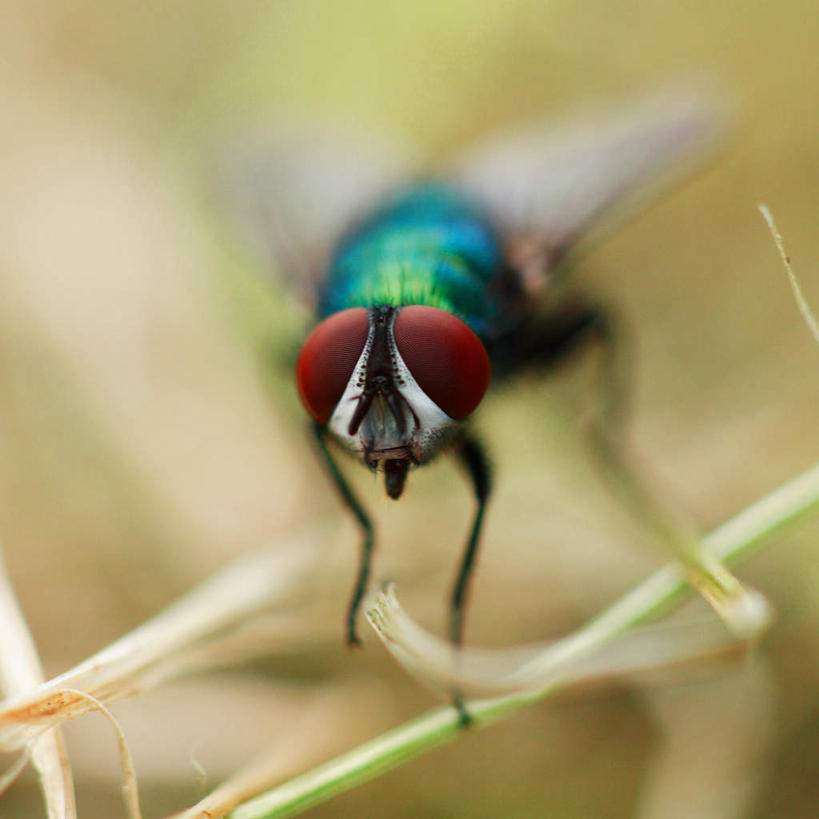 眼睛,无人,方图,室外,白天,正面,草地,草坪,植物,苍蝇,瞳孔,模糊,细菌,昆虫,草,一只,红色,绿色,动物,眼部,病菌,害虫,传染,四害,含糊,恍惚,模胡,依稀,隐约,眼,彩图,全身