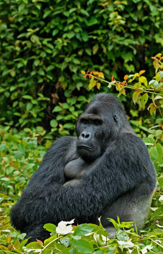 无人,坐,竖图,室外,白天,正面,美景,树林,植物,野生动物,猩猩,阴影,光线,影子,景观,树,树木,一只,绿色,阳光,自然,动物,景色,活泼,生长,成长,自然风光,黄猩猩,红猩猩,红毛猩猩,坐着,彩图,全身