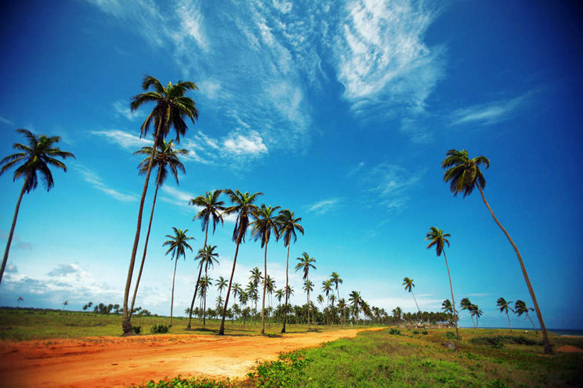 无人,横图,室外,白天,广角镜头,鱼眼镜头,仰视,旅游,度假,草地,草坪,美景,植物,道路,路,棕榈树,叶子,贝宁,景观,云,云朵,小路,绿叶,交通,云彩,娱乐,草,树,树木,蓝色,绿色,白云,蓝天,天空,自然,天,享受,休闲,嫩叶,景色,放松,乡间小路,生长,晴朗,成长,自然风光,棕榈叶,西非,叶,叶片,晴空,彩图,低角度拍摄