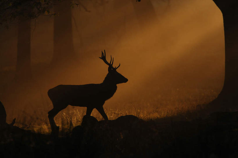 无人,横图,室外,白天,侧面,旅游,度假,草地,美景,日落,树林,植物,哺乳动物,鹿,野生动物,英国,欧洲,阴影,光线,影子,景观,晚霞,霞光,落日,背光,娱乐,英格兰,草,树,树木,一只,爬行,绿色,阳光,自然,黄昏,动物,享受,休闲,景色,彩霞,放松,可爱,活泼,生长,成长,西欧,自然风光,大不列颠,匍匐,逆光,大不列颠及北爱尔兰联合王国,大不列颠联合王国,日不落英帝国,夕照,英吉利,夕阳,彩图,全身,斜阳
