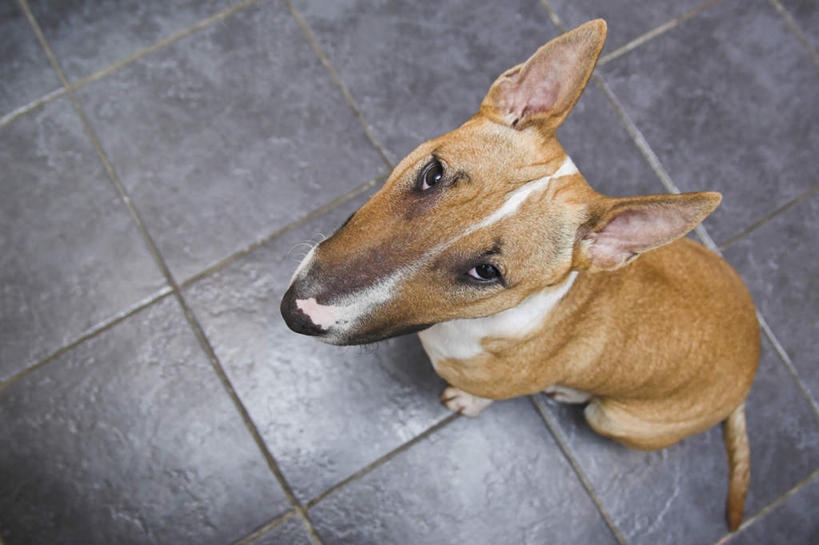 无人,站,横图,俯视,室内,白天,宠物,狗,瓷砖,地砖,杰克罗素梗,地面,注视,一只,动物,观察,看,站着,可爱,观看,察看,关注,忠诚,帕尔森罗塞尔梗,犬,站立,半身,彩图,高角度拍摄