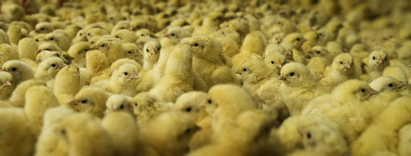 无人,农场,横图,室外,白天,正面,畜牧业,牧场,鸡,一群,透明,辉煌,拥挤,家禽,黄色,动物,健康,牲畜,活泼,希望,暖色,光辉,畜牧,牧业,光明,功名,轻快,半身,彩图