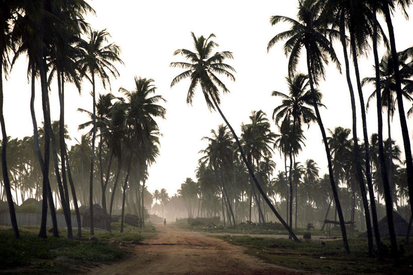 无人,横图,室外,白天,正面,旅游,度假,草地,草坪,美景,树林,植物,道路,路,棕榈树,叶子,非洲,贝宁,阴影,光线,影子,景观,小路,绿叶,交通,娱乐,草,树,树木,蓝色,绿色,蓝天,天空,阳光,自然,天,享受,休闲,嫩叶,景色,放松,乡间小路,生长,晴朗,成长,自然风光,棕榈叶,万里无云,阿非利加洲,贝宁共和国,叶,叶片,晴空,晴空万里,彩图