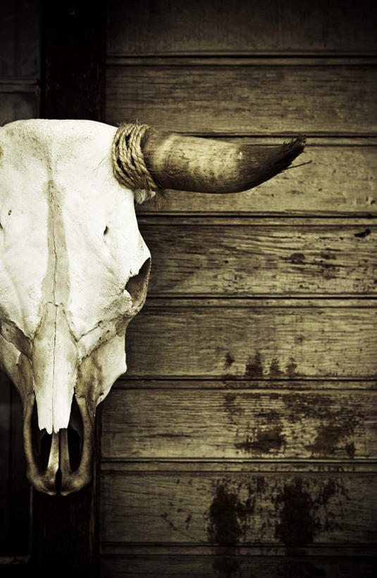 脸,头,脸颊,无人,竖图,室内,白天,正面,吊挂,悬挂,阴影,反射,木制,影子,墙,挂,墙壁,墙面,一个,木制品,单个,死亡,牛角,殒命,灭亡,头部,脸部,脸蛋,面部,彩图