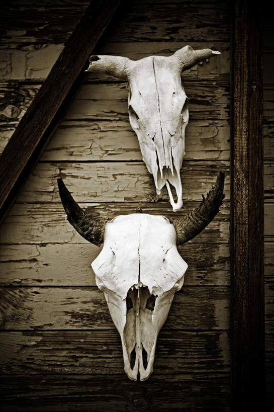 颅骨,无人,竖图,室外,白天,正面,光晕,牛,美国,两头,吊挂,悬挂,挂,两个,黄色,动物,家畜,牲畜,北美,北美洲,加利福尼亚,美洲,加州,加利福尼亚州,金州,黄金州,北亚美利加洲,亚美利加洲,鼻骨,顶骨,额骨,颈椎,颞骨,下颌骨,颧骨,头盖骨,半身,彩图