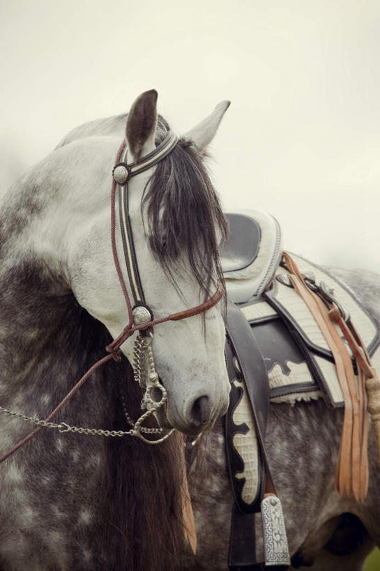 脸,头,脸颊,无人,竖图,室外,白天,正面,马,野生动物,阴影,光线,影子,一匹,马鞍,天空,阳光,动物,天,运输,牲畜,头部,脸部,脸蛋,面部,半身,彩图