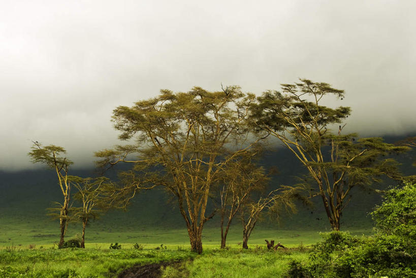 无人,横图,室外,白天,正面,旅游,度假,草地,草坪,美景,植物,非洲,坦桑尼亚,阴影,光线,影子,景观,娱乐,草,树,树木,绿色,天空,阳光,自然,天,享受,休闲,景色,放松,生长,成长,自然风光,东非,坦桑尼亚联合共和国,彩图