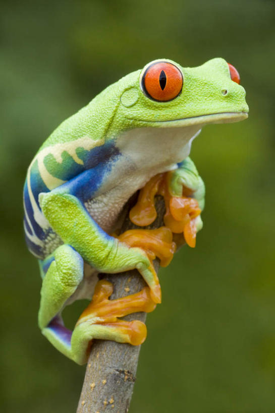 无人,站,竖图,室外,白天,侧面,旅游,度假,美景,植物,野生动物,朦胧,模糊,红眼树蛙,树蛙,景观,枝条,注视,娱乐,树,树木,树枝,一只,黄色,红色,绿色,自然,动物,观察,看,站着,享受,休闲,景色,放松,可爱,活泼,观看,察看,关注,自然风光,虬枝,枝杈,站立,彩图,全身