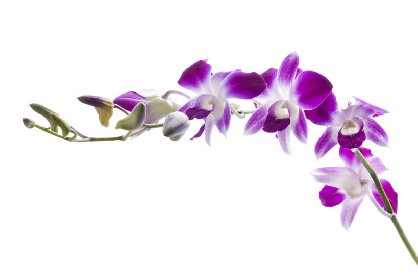 无人,横图,室内,特写,白天,留白,白色背景,正面,神秘,盛开,天然,石斛,美丽,花蕾,花,花瓣,花朵,鲜花,紫色,自然,花苞,花蕊,摄影,影棚,一支,优美,庄重,高贵,消极,石斛兰,金钗石斛,冷色,孤寂,彩图,影棚拍摄,拍摄,奢华