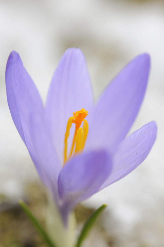 无人,竖图,俯视,室外,特写,白天,快乐,盛开,花蕾,藏红花,花,花瓣,花朵,鲜花,一朵,紫色,花苞,花蕊,保护,番红花,西红花,彩图,高角度拍摄