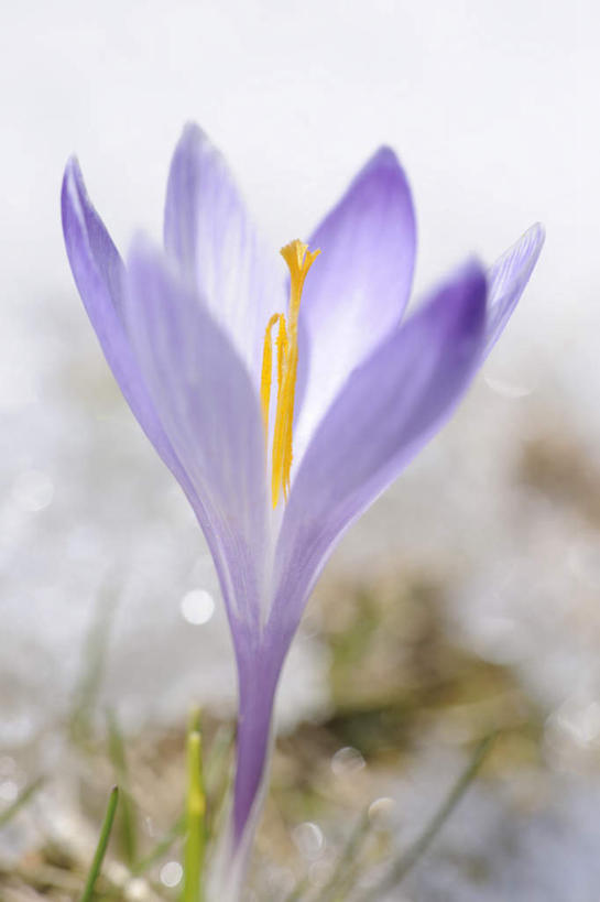 无人,竖图,俯视,室外,特写,白天,快乐,盛开,花蕾,藏红花,花,花瓣,花朵,鲜花,一朵,紫色,花苞,花蕊,保护,番红花,西红花,彩图,高角度拍摄