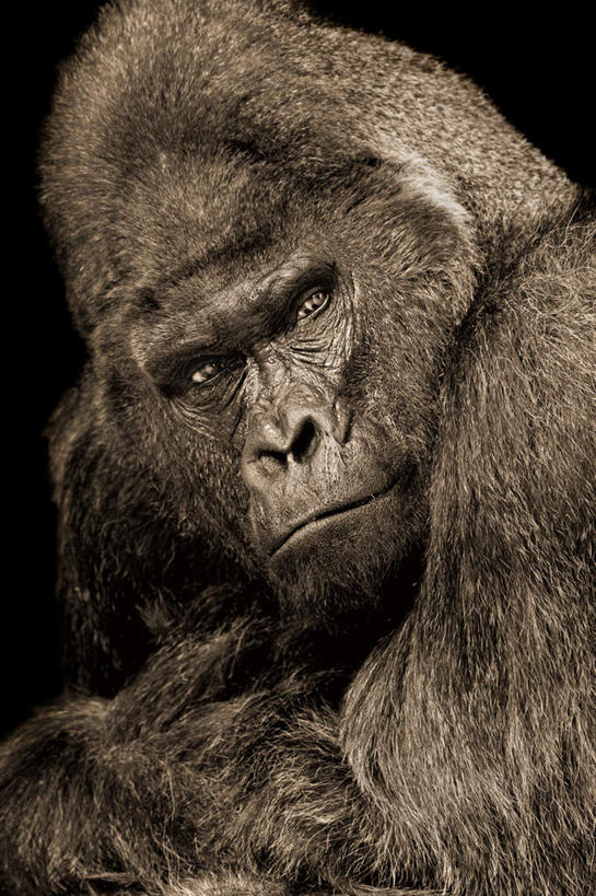 无人,坐,竖图,室内,特写,白天,正面,哺乳动物,野生动物,猩猩,黑色背景,注视,一只,动物,观察,看,摄影,影棚,观看,察看,关注,大猩猩,金刚猩猩,山地大猩猩,银背大猩猩,高山大猩猩,坐着,半身,彩图,影棚拍摄,拍摄