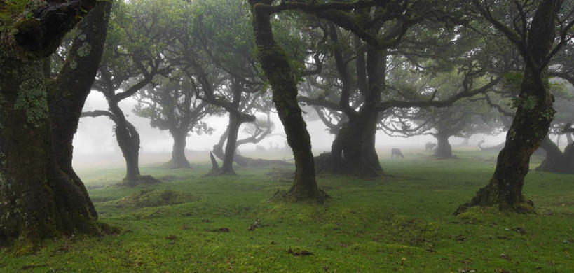 无人,横图,室外,白天,正面,旅游,度假,草地,草坪,美景,植物,雾,葡萄牙,欧洲,阴影,朦胧,模糊,光线,影子,景观,树桩,枝条,娱乐,草,树,树干,树木,树枝,绿色,阳光,自然,享受,休闲,木桩,景色,放松,生长,成长,迷雾,南欧,自然风光,葡萄牙共和国,虬枝,枝杈,马德拉,大雾,彩图