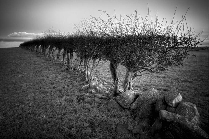 无人,农场,栏杆,横图,黑白,室外,白天,正面,畜牧业,牧场,植物,英国,欧洲,一排,许多,整齐,栅栏,篱笆,云,云朵,围栏,很多,云彩,护栏,苏格兰,树,树木,中环,排列,白云,天空,天,生长,晴朗,成长,灌木,昏暗,西欧,队列,大不列颠,畜牧,大不列颠及北爱尔兰联合王国,牧业,大不列颠联合王国,日不落英帝国,苏格兰王国,灰暗,晦暗,晴空