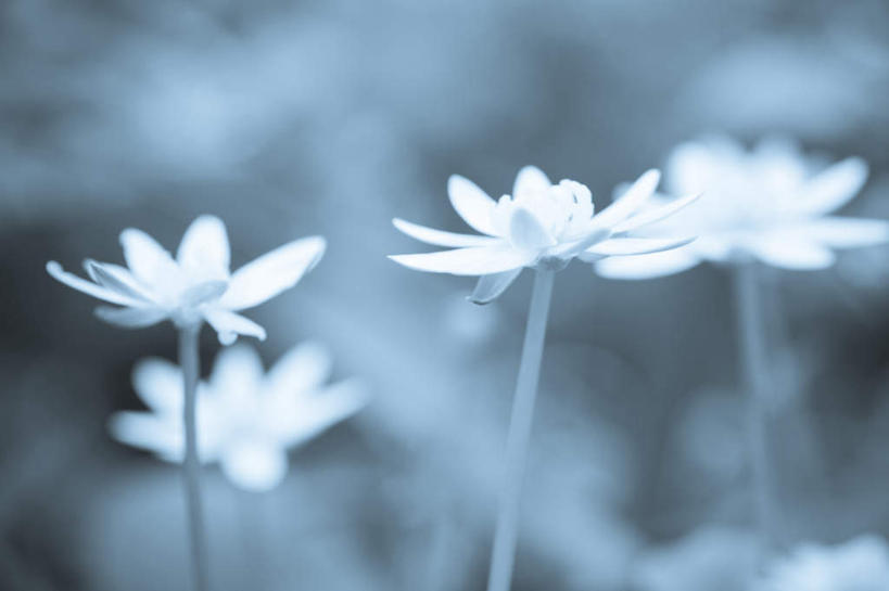 无人,横图,室外,特写,白天,正面,旅游,度假,安全,美景,阴影,朦胧,模糊,平静,盛开,反射,影子,景观,芹菜花,花毛茛,野花,花蕾,娱乐,花,花瓣,花朵,鲜花,白色,自然,花苞,花蕊,享受,休闲,景色,放松,宁静,卫生,自然风光,和平,安详,纯真,陆莲花,波斯毛茛,洁净,光明,恬静,中间色,太平,朴素,清白,安适,安好,宁靖,彩图