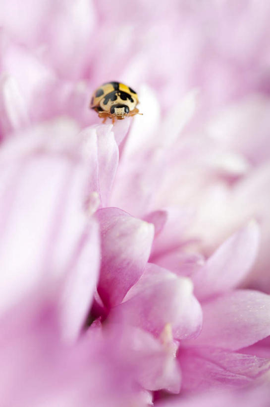 无人,竖图,俯视,室外,白天,瓢虫,朦胧,模糊,盛开,昆虫,斑点,非洲菊,花蕾,花,花瓣,花朵,鲜花,一朵,一只,爬行,粉色,动物,花苞,花蕊,爬,菊花,益虫,扶郎花,灯盏花,千日菊,彩图,高角度拍摄,全身