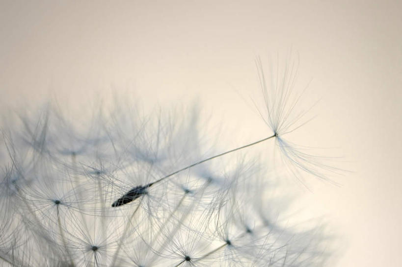 无人,横图,室外,特写,白天,正面,爱情,美景,蒲公英,盛开,景观,花蕾,花,花瓣,花朵,鲜花,一朵,自然,花苞,花蕊,景色,自然风光,开朗,蒲公草,尿床草,彩图