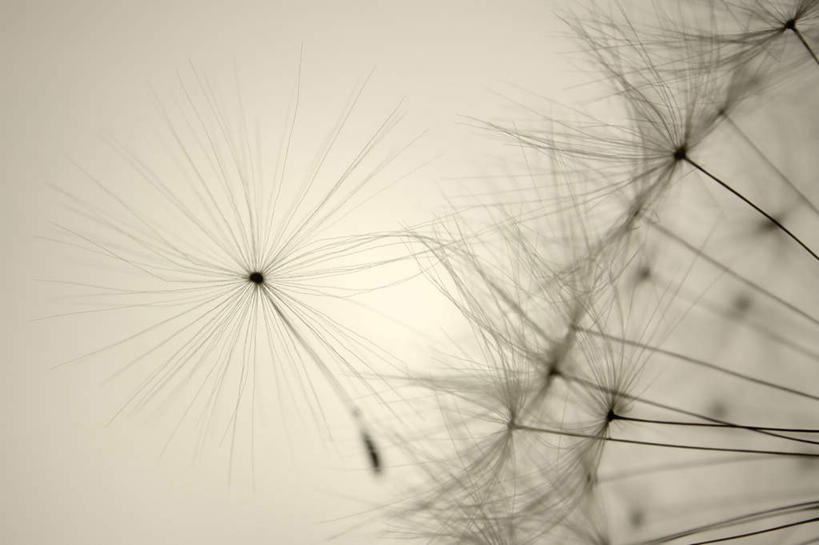 无人,横图,室外,特写,白天,正面,爱情,美景,蒲公英,盛开,景观,花蕾,花,花瓣,花朵,鲜花,一朵,自然,花苞,花蕊,景色,自然风光,开朗,蒲公草,尿床草,彩图