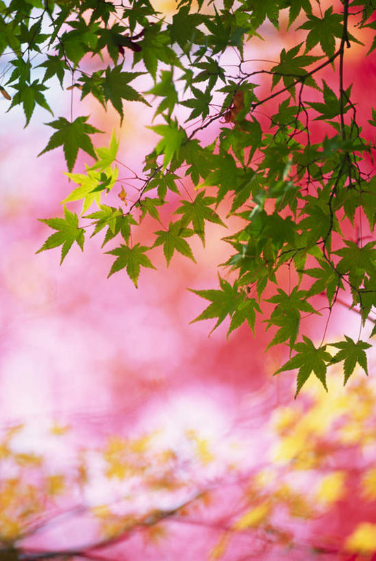 无人,竖图,室外,特写,白天,正面,植物,叶子,阴影,朦胧,模糊,光线,影子,粉红色,绿叶,枝条,粉红,树,树木,树枝,粉色,嫩叶,虬枝,枝杈,叶,叶片,彩图