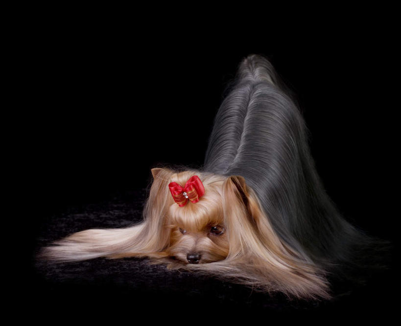 无人,横图,室内,白天,正面,宠物,狗,黑色背景,装饰,头饰,注视,一个,一只,动物,发夹,观察,看,趴着,可爱,摄影,影棚,单个,观看,华丽,修饰,点缀,察看,关注,忠诚,衬托,美观,雅致,雅观,犬,趴,彩图,全身,影棚拍摄,拍摄