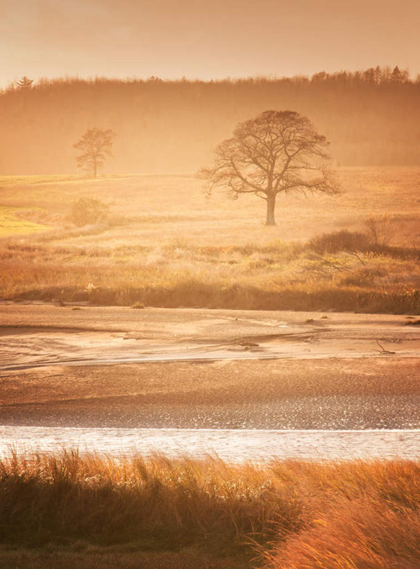 无人,竖图,室外,白天,正面,旅游,度假,美景,森林,树林,植物,加拿大,枯萎,景观,枯草,娱乐,草,树,树木,绿色,自然,享受,休闲,景色,放松,生长,成长,北美,北美洲,自然风光,美洲,新斯科舍,北亚美利加洲,亚美利加洲,新斯科舍省,彩图