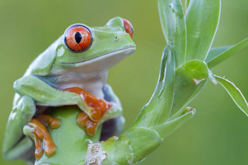 无人,坐,横图,室外,特写,白天,正面,旅游,度假,美景,植物,野生动物,叶子,朦胧,模糊,红眼树蛙,树蛙,景观,绿叶,注视,娱乐,一只,绿色,自然,动物,观察,看,享受,休闲,嫩叶,景色,放松,可爱,活泼,生长,成长,观看,察看,关注,自然风光,叶,叶片,坐着,半身,彩图