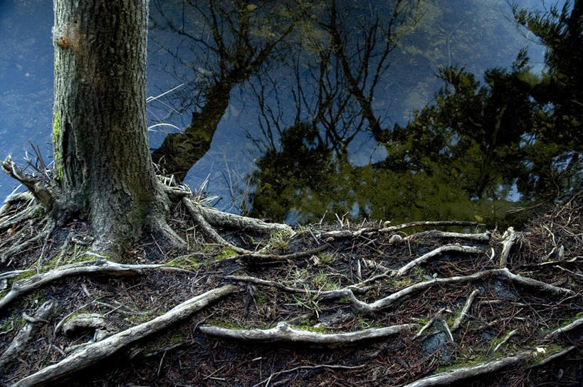 无人,横图,俯视,室外,夜晚,旅游,度假,美景,树林,植物,景观,树根,娱乐,树,树木,蓝色,绿色,蓝天,天空,自然,天,享受,休闲,景色,放松,庞大,生长,成长,复杂,自然风光,繁杂,彩图,高角度拍摄