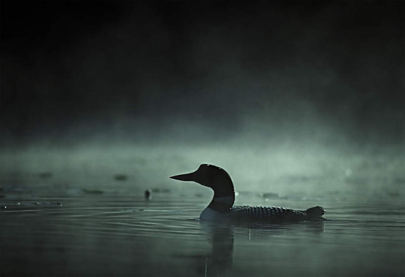 游泳,无人,横图,室外,白天,侧面,旅游,度假,湖,湖泊,美景,水,雾,鸟,阴影,朦胧,模糊,反射,鸟类,影子,湖面,景观,水流,水面,娱乐,一只,倒影,自然,湖水,享受,休闲,景色,放松,迷雾,倒映,自然风光,潜鸟,泅水,普通潜鸟,反照,拍浮,大雾,彩图,全身