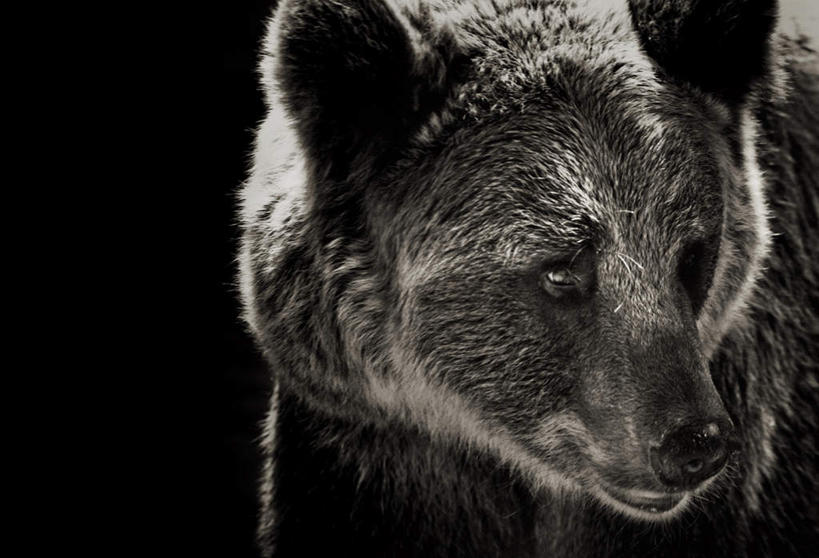 脸,头,脸颊,无人,站,横图,室内,特写,白天,正面,野生动物,熊,一头,黑色背景,注视,动物,观察,看,站着,摄影,影棚,观看,察看,关注,凶猛,残暴,凶残,头部,脸部,脸蛋,面部,棕熊,马熊,站立,半身,彩图,影棚拍摄,拍摄