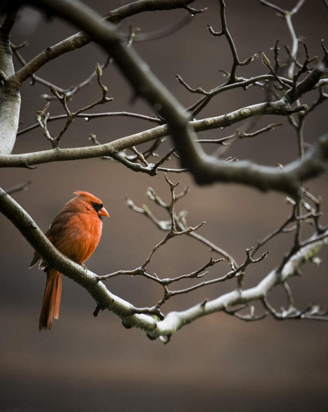 无人,蹲,竖图,室外,白天,正面,美景,植物,鸟,鸟类,景观,枝条,注视,树,树木,树枝,一只,红色,绿色,自然,观察,看,景色,生长,成长,观看,察看,关注,自然风光,警惕,红衣主教鸟,主红雀,红衣主教蜡嘴鸟,主教鸟,戒备,警觉,警悟,警醒,虬枝,枝杈,蹲着,彩图,全身