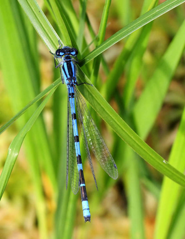无人,站,竖图,俯视,室外,白天,旅游,度假,草地,草坪,美景,植物,芦苇,阴影,光线,蜻蜓,昆虫,影子,景观,注视,娱乐,草,一只,绿色,阳光,自然,动物,观察,看,站着,享受,休闲,景色,放松,生长,成长,观看,察看,关注,自然风光,益虫,芦芛,芦,芦花,苇,站立,彩图,高角度拍摄,全身