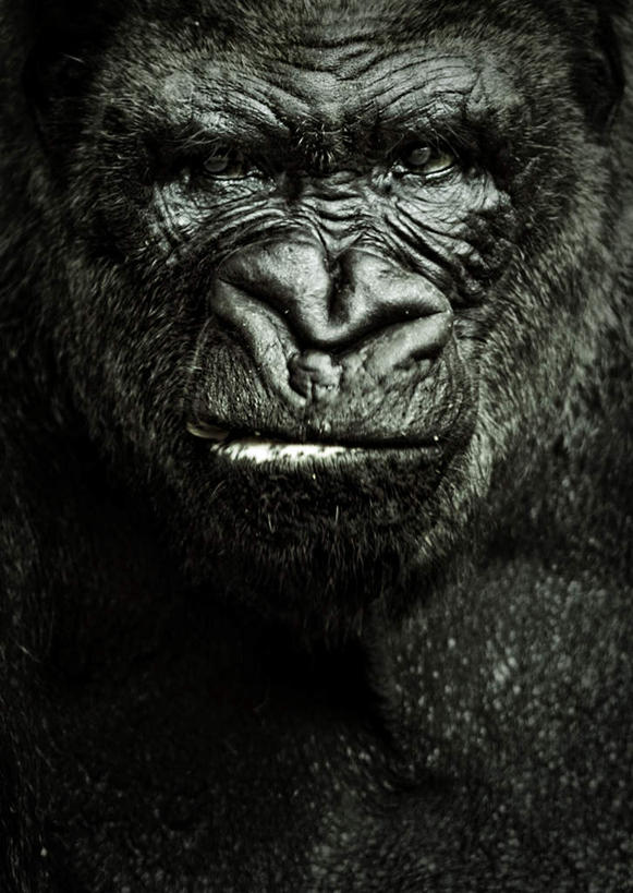 脸,头,脸颊,无人,站,竖图,黑白,室内,白天,正面,猩猩,一头,注视,观察,看,站着,观看,察看,恐怖,关注,大猩猩,可怕,可骇,金刚猩猩,恐惧,头部,脸部,脸蛋,面部,站立,半身