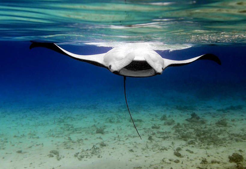 游泳,无人,横图,室外,白天,正面,旅游,度假,海底,水下,美景,马尔代夫,亚洲,珊瑚,景观,水底,娱乐,珊瑚礁,一只,自然,享受,休闲,景色,放松,海底世界,自然风光,南亚,海底礁,马尔代夫共和国,泅水,拍浮,海床,礁,岩石,半身,彩图